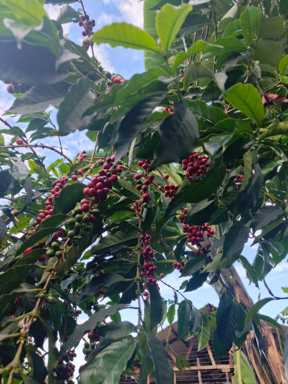 Coffee processing at Buuka